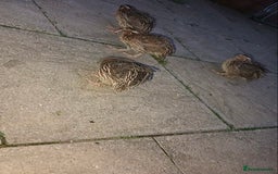 Quail poultry for sale: Quails for sale - Image 2
