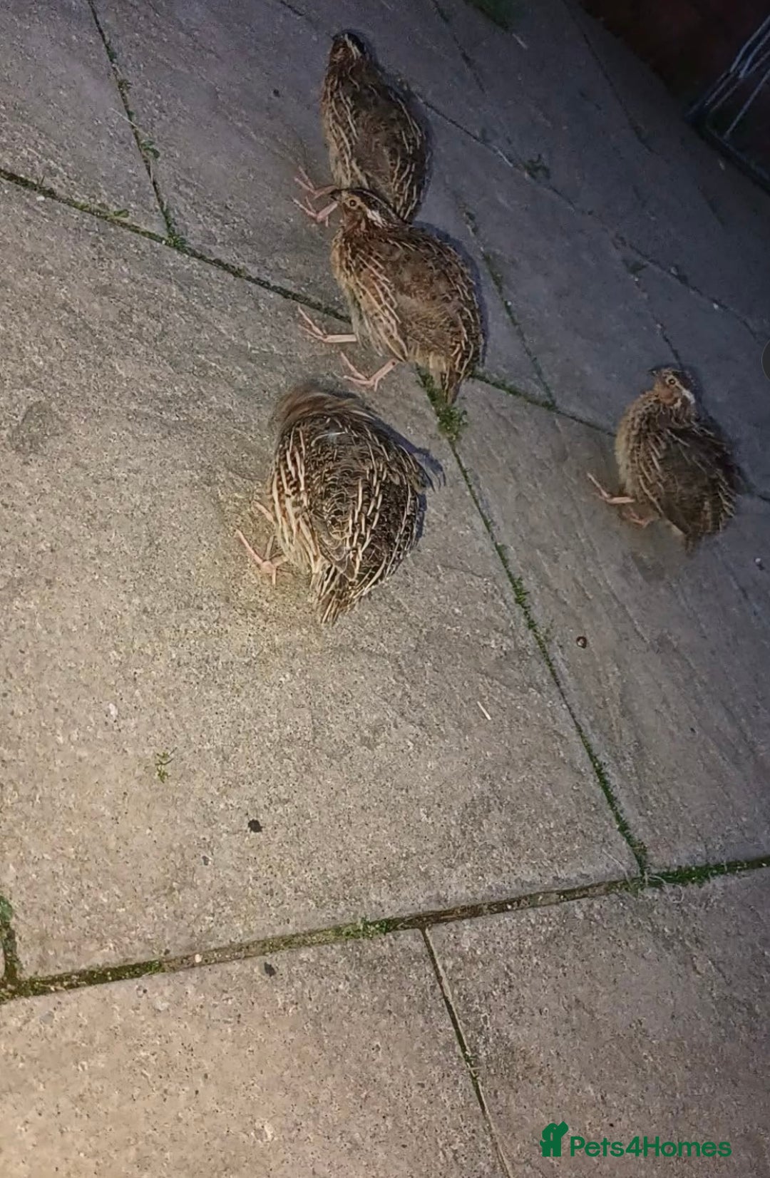 Quail poultry for sale: Quails for sale - Image 2