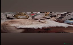 Ragdoll cats for sale: Kitten - Image 13