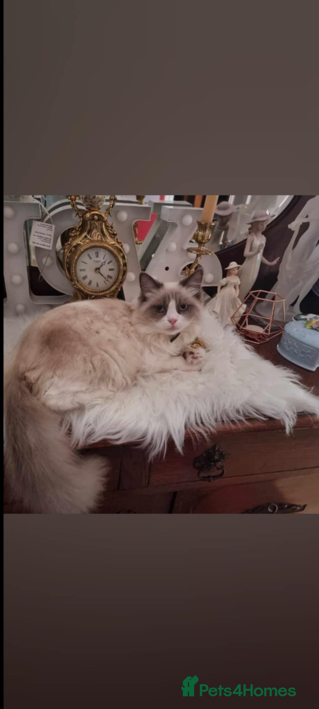 Ragdoll cats for sale: Kitten - Image 13