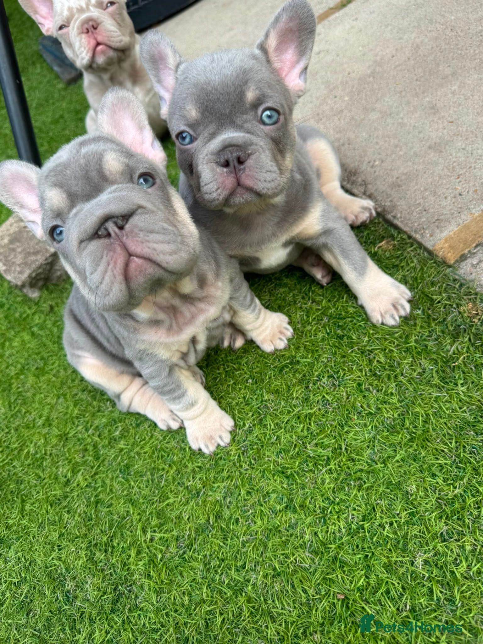 French Bulldog dogs 8 weeks old french gorgeus bulldog puppies  - Advert 1