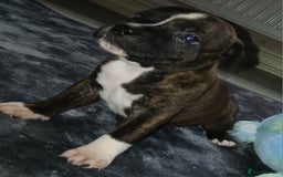 Staffordshire Bull Terrier dogs for sale: Champ sired beautiful pup💥 - Image 3