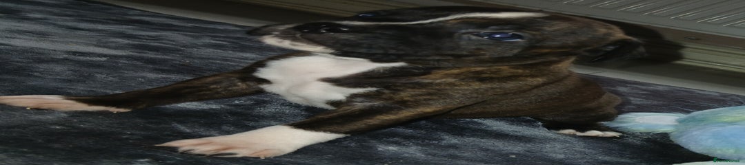 Staffordshire Bull Terrier Puppy 3