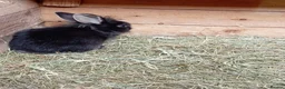 Mini Lion Lop rabbits for sale:  baby rabbits available now  - Advert 2
