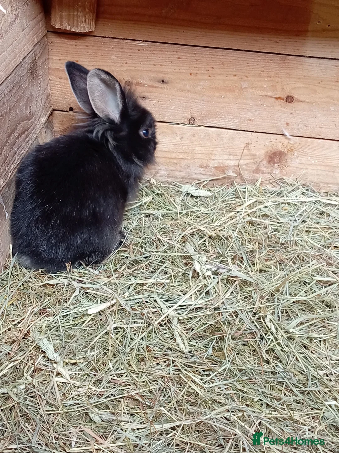 Mini Lion Lop rabbits for sale:  baby rabbits available now  - Advert 2