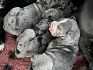 Great Dane dogs GREATEST DANE PUPS - KC Reg - Advert 6