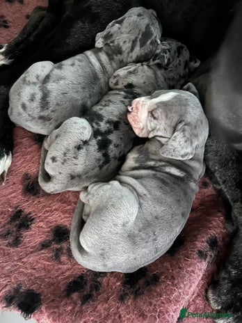 Great Dane dogs - Advert 1