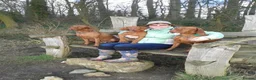 Hungarian Vizsla dogs for sale: KC REG & HEALTH CHECKED PARENTS & PUPS - Advert 18