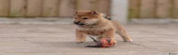 Japanese Shiba Inu dogs for sale: Rare Red Sesame Shiba Inu – Elite Bloodlines - Advert 13