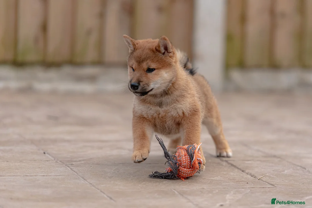 Japanese Shiba Inu dogs for sale: Rare Red Sesame Shiba Inu – Elite Bloodlines - Advert 13