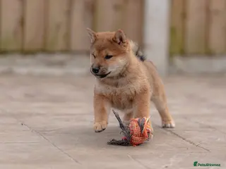 Japanese Shiba Inu dogs Rare Red Sesame Shiba Inu – Elite Bloodlines - Advert 1