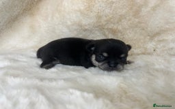 Chihuahua dogs for sale: Chihuahua 2 boys. Chocolate and black  - Image 12