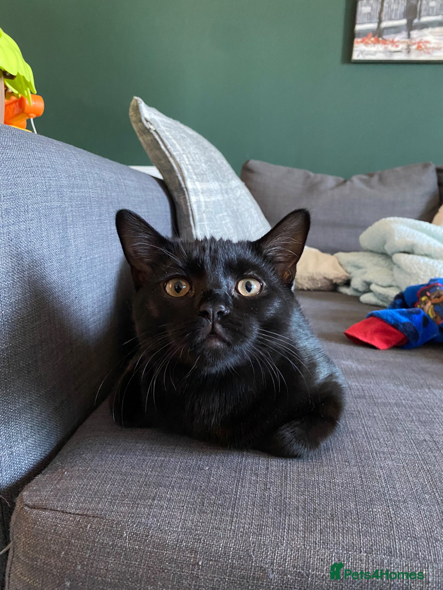 Mixed Breed cats Kitten  - Advert 1