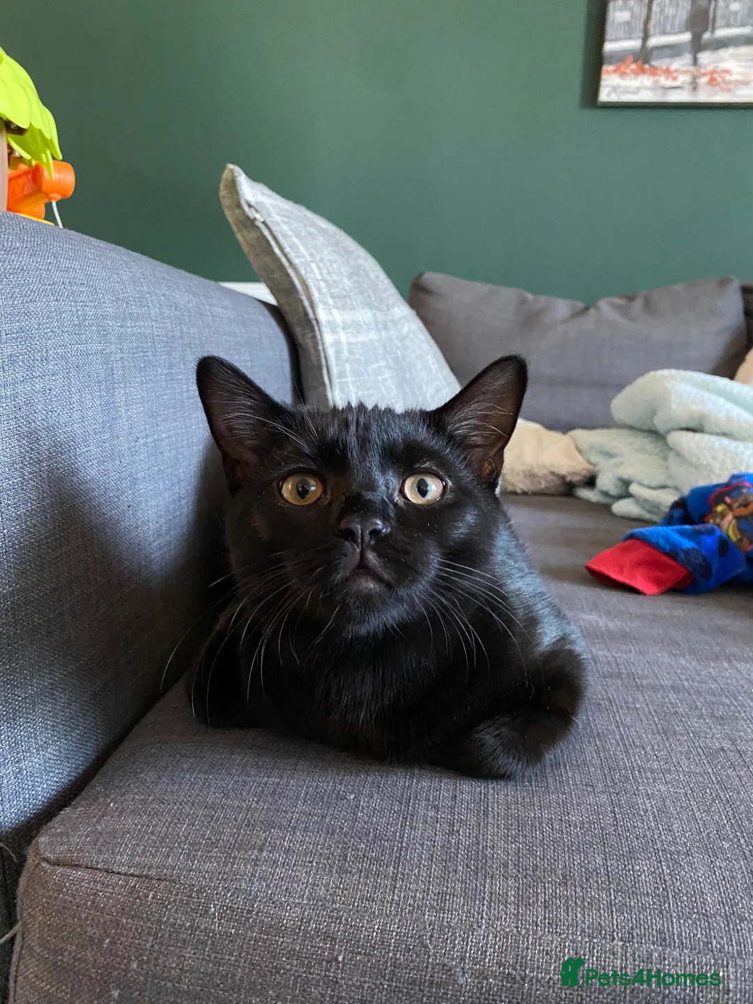 Mixed Breed cats for sale: Kitten  in Ellesmere Port - Advert 1