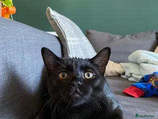 Mixed Breed cats Kitten - Advert 1