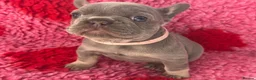 French Bulldog dogs for sale: 💜BLUEBELLE  THE LAST LITTLE BLUE GIRL 💜 - Advert 31