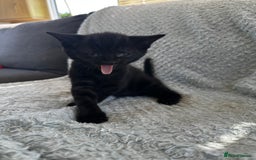 Mixed Breed cats for sale: Kittens for sale  - Image 3