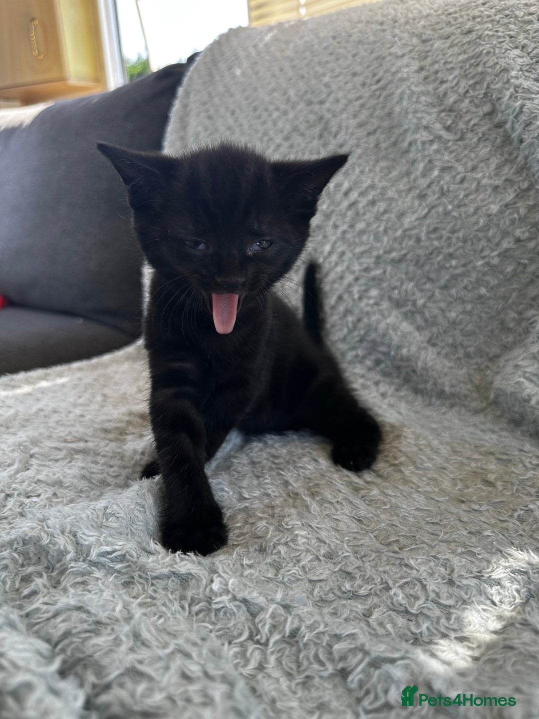 Mixed Breed cats for sale: Kittens for sale  - Image 3