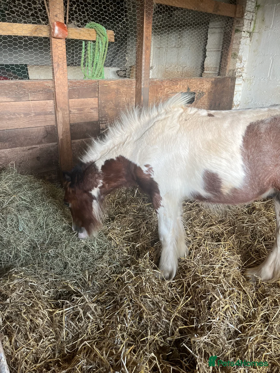 Irish Cob horses for sale: beautiful cob colt  - Advert 6