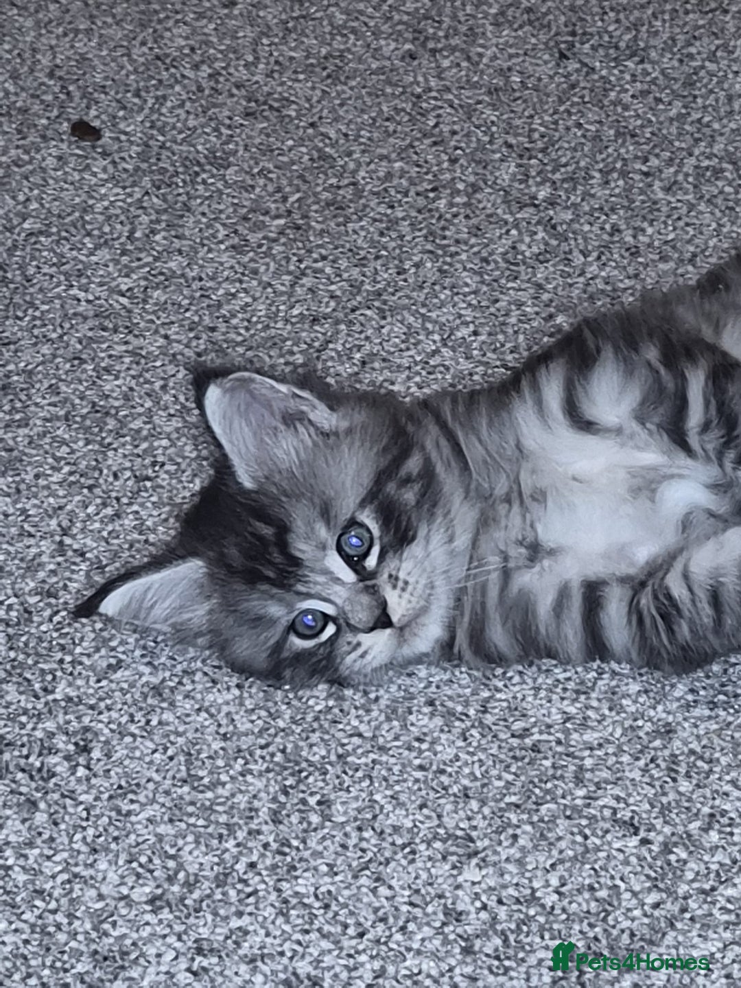 Maine Coon cats for sale: Beautiful Maine coon kittens 🤍🖤 - Advert 4