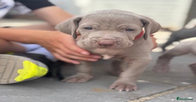Weimaraner dogs - Advert 3