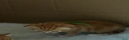 Domestic Shorthair cats for sale: Kittens for sale  - Advert 3