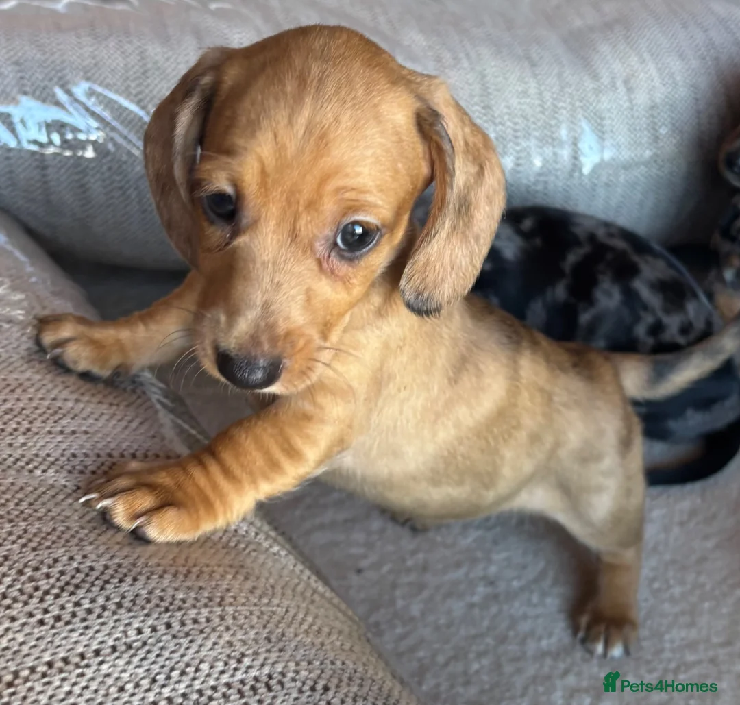 Miniature Dachshund dogs for sale: Miniature dachshunds - Advert 2