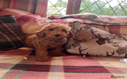 Miniature Poodle dogs for sale: KC reg Red mini poodle boy Ready now - Image 4