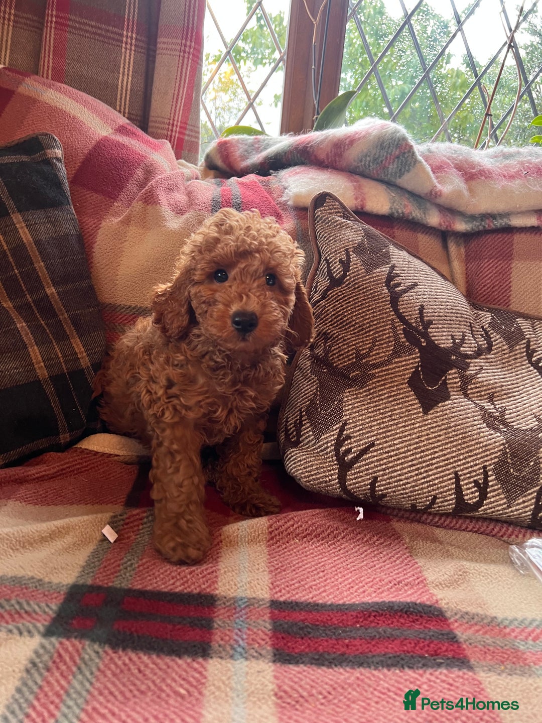 Miniature Poodle dogs for sale: KC reg Red mini poodle boy Ready now - Image 4