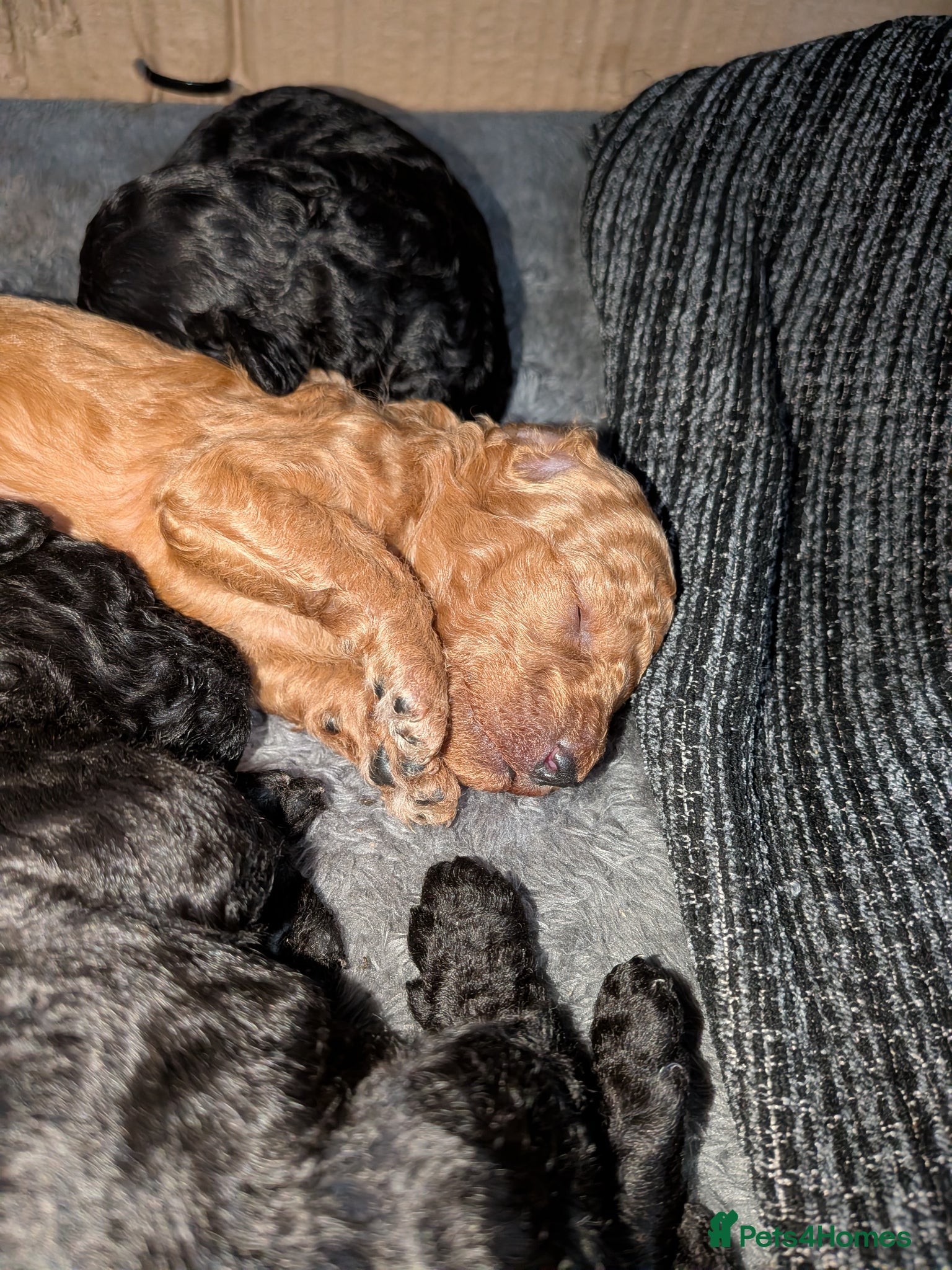 Cockapoo dogs for sale: Toy Cockapoo Puppies for Sale - Advert 8