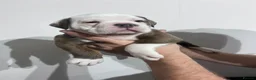 Olde English Bulldogge dogs for sale: OLDE ENGLISH BULLDOGGE PUPS, READY TO GO,NEBBR REG - Advert 26