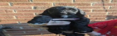 Cockapoo 2
