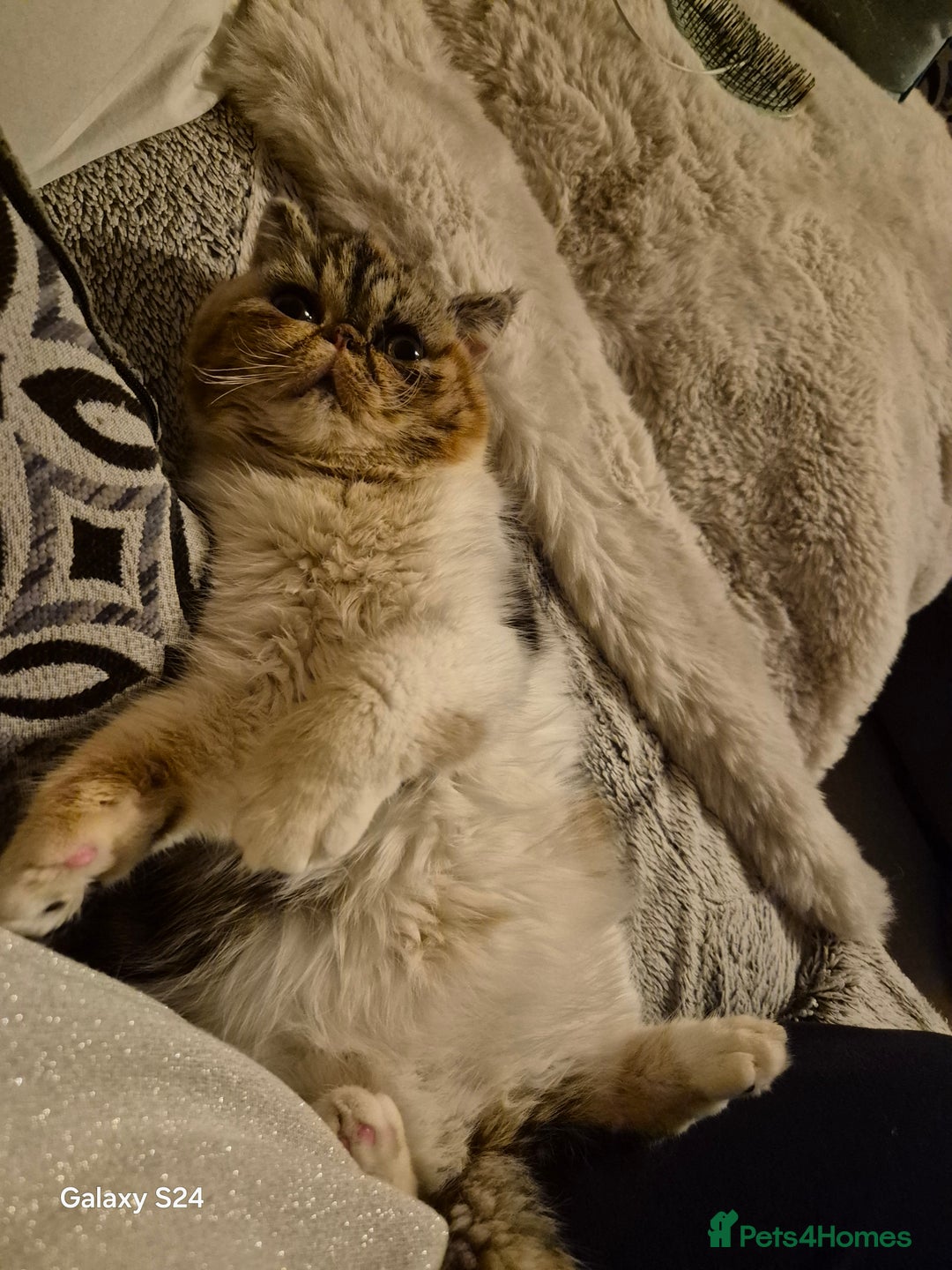 Exotic cats for sale:  1  long hair  Persian female left - Advert 18