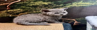 Selkirk Rex 4