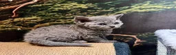 Selkirk Rex cats for sale: Gorgeous Selkirk rex kittens 😻 - Advert 4