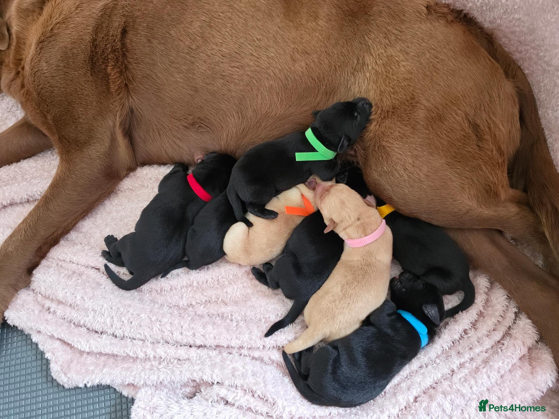 Labrador Retriever dogs Labrador puppies  - Advert 1