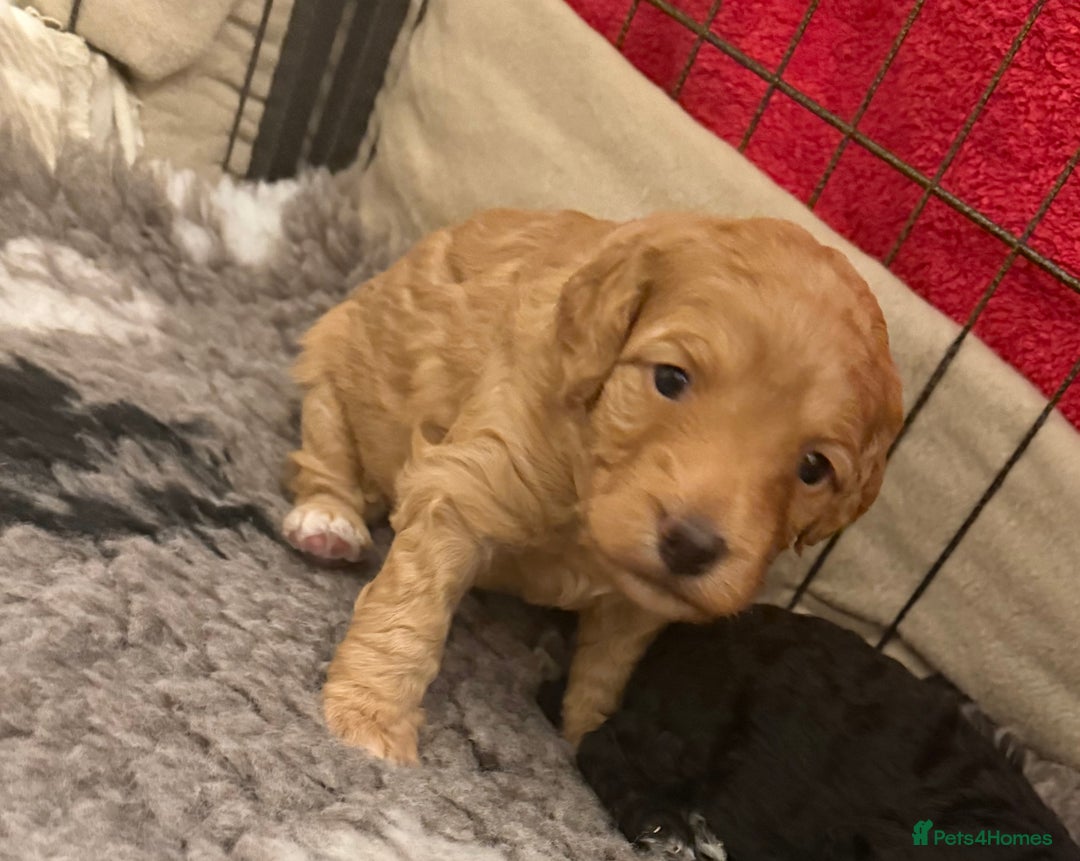 Cockapoo dogs for sale: Cockapoos apricot/white available  - Advert 7