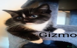 Ragdoll cats for sale: Ragdoll kittens  - Image 2