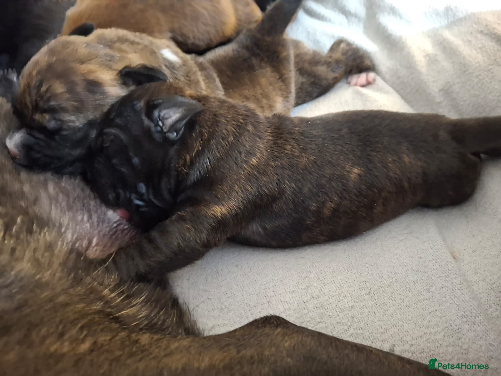 Staffordshire Bull Terrier dogs Beautiful Staffordshire bull terrier pups ❤️🐶 - Advert 2