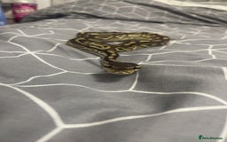 Python Snake reptiles for sale: 1yr old Royal phython -Freddy - Image 5