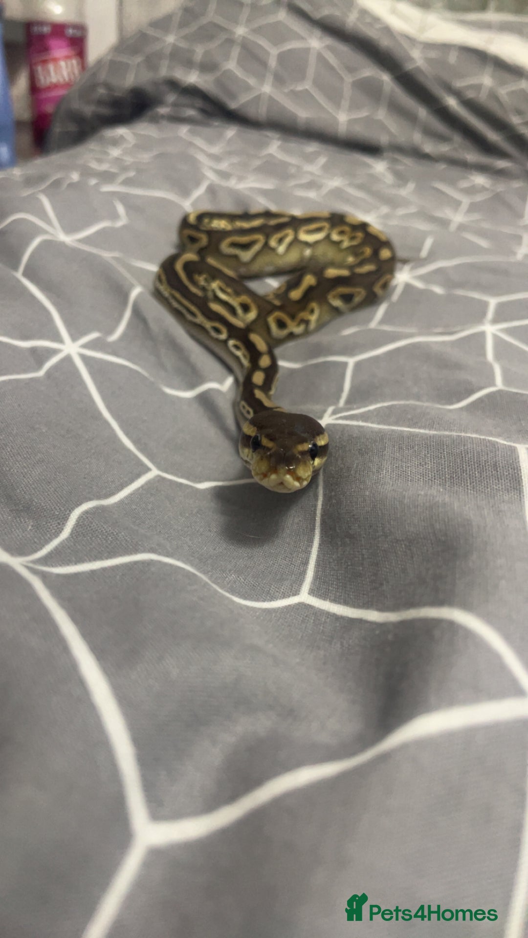 Python Snake reptiles for sale: 1yr old Royal phython -Freddy - Image 5