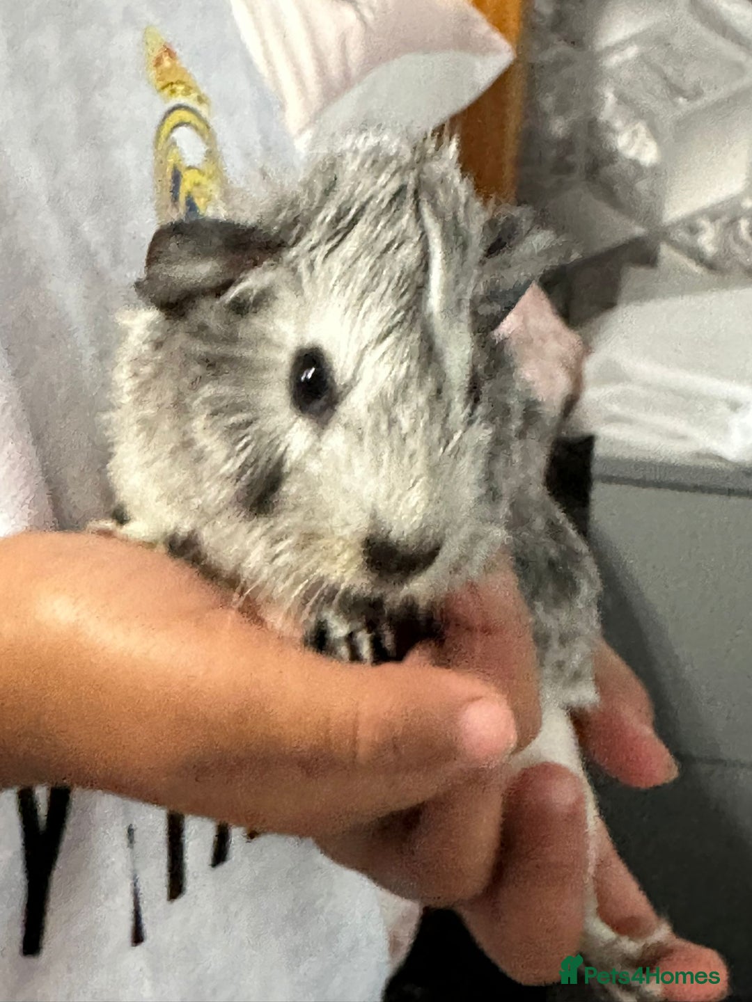 Guinea Pig rodents for sale: 3 male baby guinipigs  - Image 1