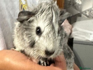 Guinea Pig rodents - Advert 5