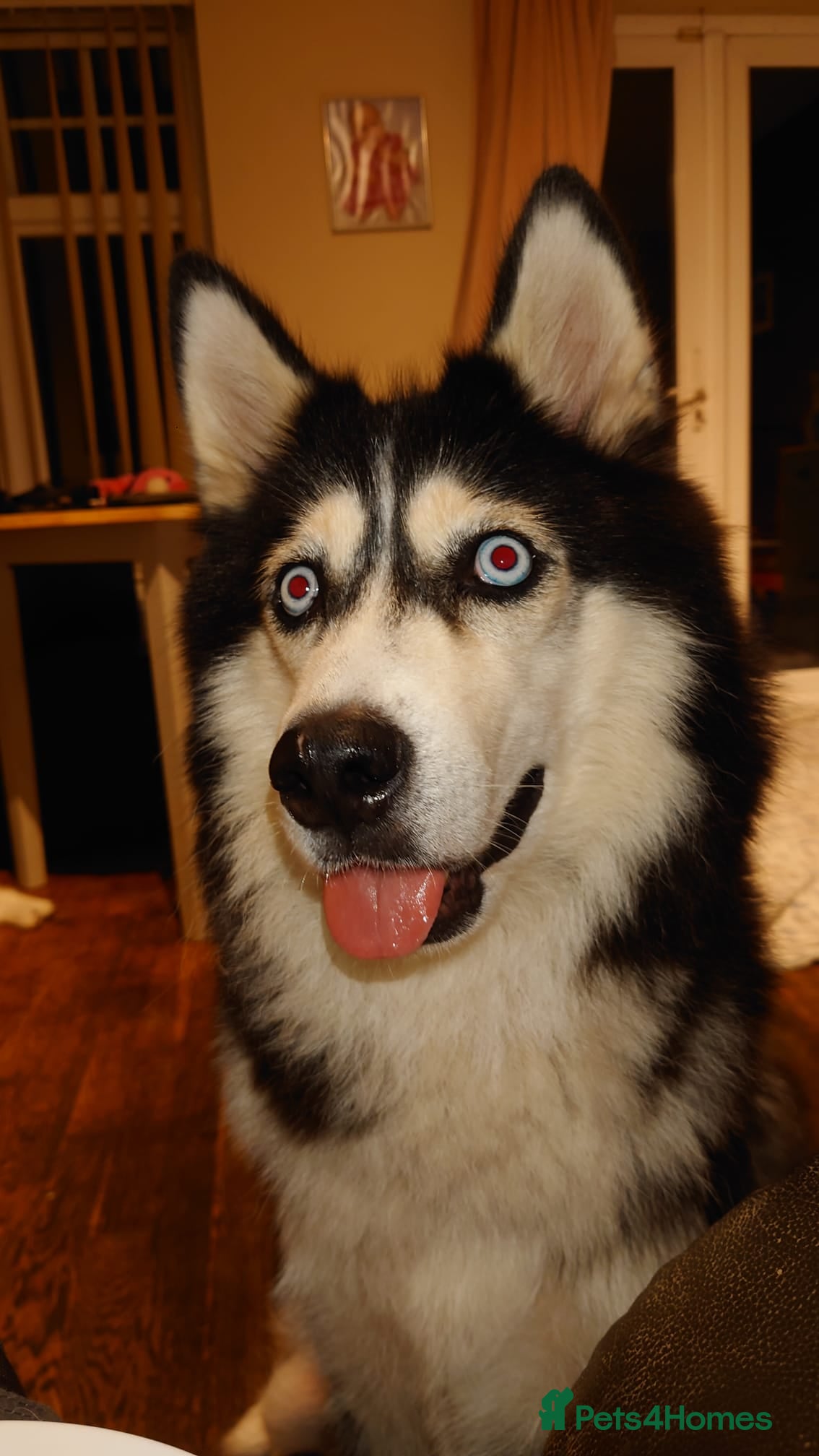 Siberian Husky dogs SAVE US from Crazy Siberian Husky Puppies!    - Advert 5