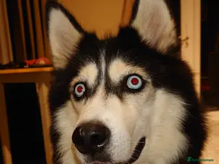 Siberian Husky dogs SAVE US from Crazy Siberian Husky Puppies! - Advert 5