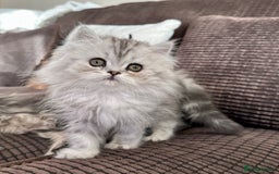 Persian cats for sale: 4 cuddly, petite Persian girls💗 - Image 11