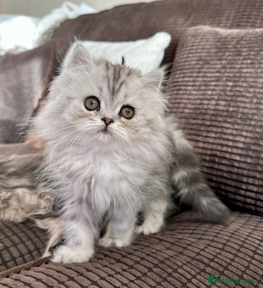 Persian cats for sale: 4 cuddly, petite Persian girls💗 - Image 11