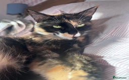 British Shorthair cats for sale: British short hair ginger kittens - Image 2