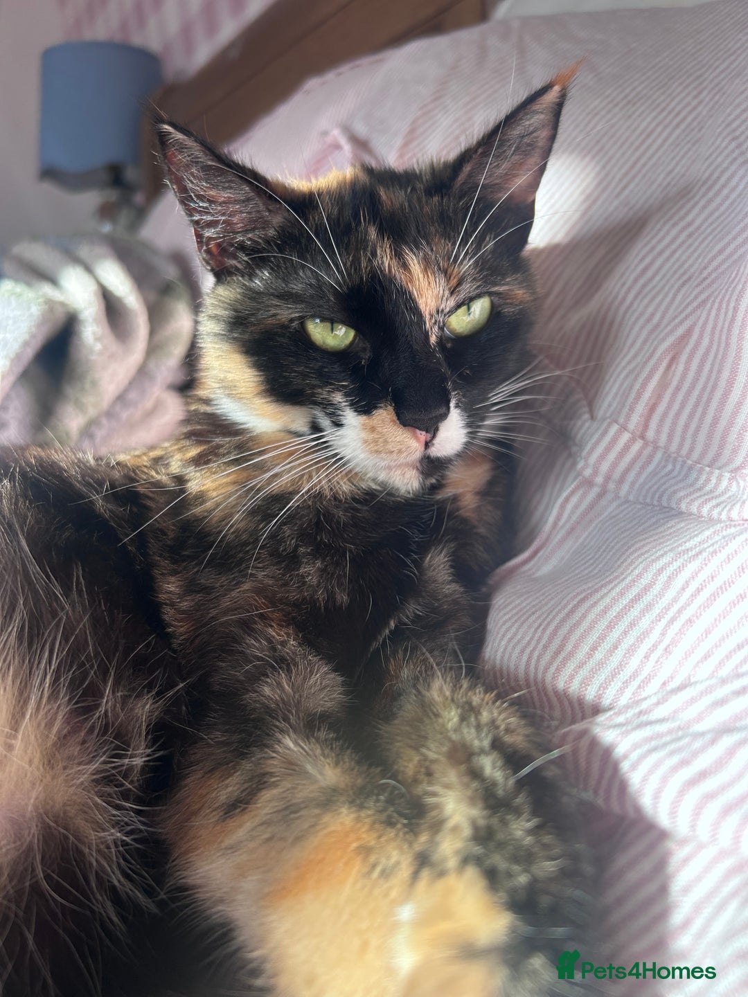 British Shorthair cats for sale: British short hair ginger kittens - Image 2