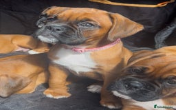 Boxer dogs for sale: Longtail girl  - ONLY 2girls remaining! KC heartscore 0, CHAMPlines - Image 11
